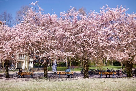 Photo of pink cherry blossom trees in Muenster, NRW, Germany.