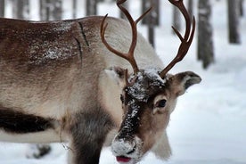 Rovaniemi: Ranua’s Wildlife Park Ticket with Transportation