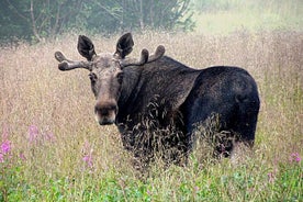 Moose Safari fra Bodø, Nord-Norge, møte det største dyret i Europa