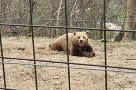 Bears Sanctuary, Dracula Castle og Brasov City - Heldagstur fra Bucuresti