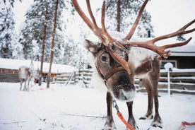 Rovaniemi: Vélsleðaferð og upplifun á hreindýrabúi