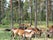 Gotlandponies at Lojstahed, Gotland Municipality, Gotland County, Sweden