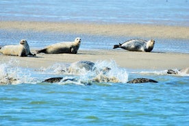 Pienryhmän puolipäiväinen hyljesafari Unescon sivustolla Waddenseassa Amsterdamista