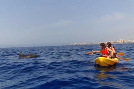 Safari en kayak con avistamiento de delfines y tortugas en Guaza