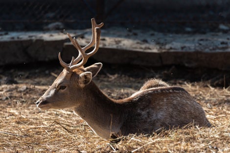Photo of deer with antlers on s sunny autumn day in Sofia Zoo, Bulgaria.