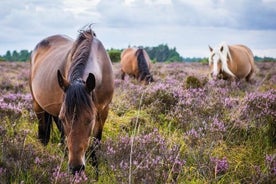 New Forest Day Out privat tur fra Southampton