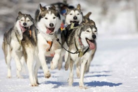 Rovaniemi: Husky Safari on a Snowy Trail