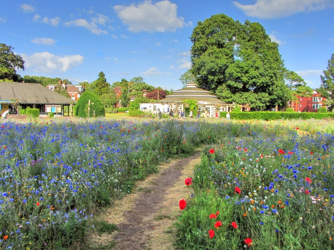 Photo of the Wildflower Garden, Preston Park, Brighton, East Sussex, England, UK.