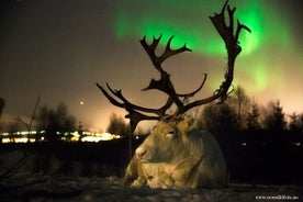 Reindeer feeding & Saami Culture with chance for Northern Lights