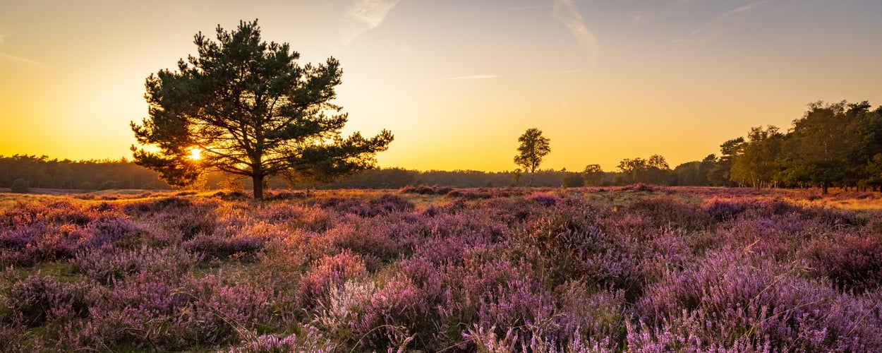 photo of panorama with blooming heather and trees at Planken Wambuis and Ginkel heath, Veluwe in Ede in the Netherlands.