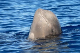 Whale and Dolphin Watching in Tenerife with Snorkeling