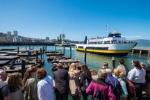 Seal watching tours in Iceland