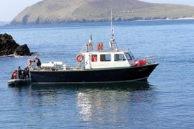 Sortie d'observation des dauphins et des baleines au départ de la péninsule de Dingle