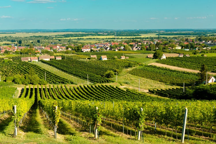 photo of view of Pecs or Pécs city in Hungary near Villany town with grape field and city center are amazing in central Europe