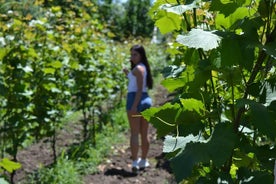 Kakheti: Bodbe (luostari), Sighnaghi (rakkauskaupunki), Telavi Wine Tour Tbilisistä