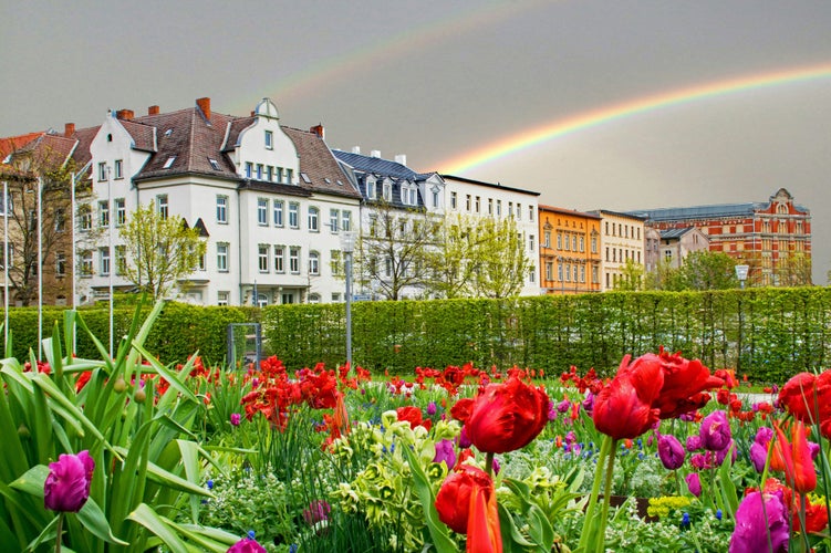 Rainbow over the town of Zeitz in Saxony-Anhalt, Germany with blooming tulips in front