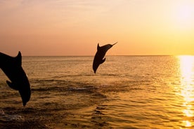 Excursão de 3 horas ao pôr do sol e golfinhos saindo de Medulin com Sandra Boat