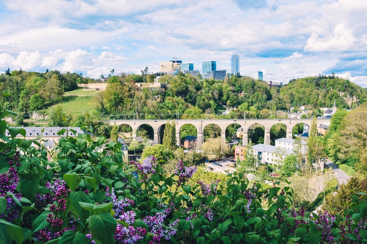 Landscape with lilac flowers, high-rise buildings in the Kirchberg district and the railway bridge in the background.jpg