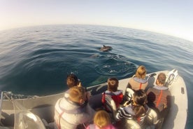 Algarve Dolphin Watching & Marine Life Eco Tour