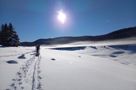 Into the wild