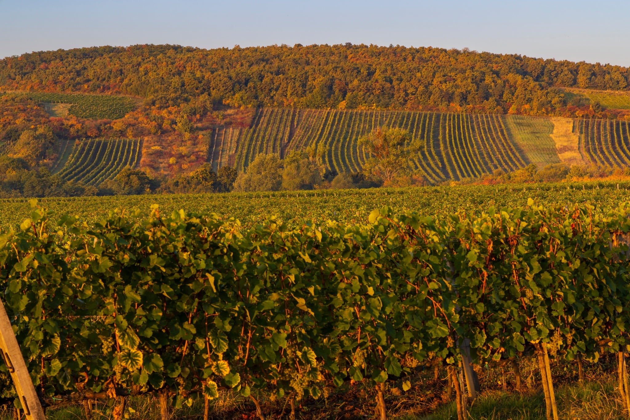 Autumn vineyard, Tokaj region.jpg