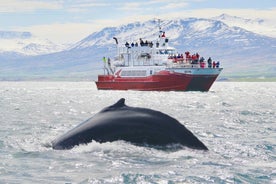 Observação de baleias do coração de Akureyri