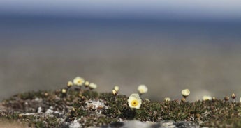 Around Spitsbergen