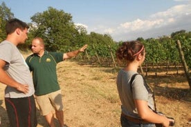 Montefalco: Winery and Oil Mill Tour in with Light Lunch