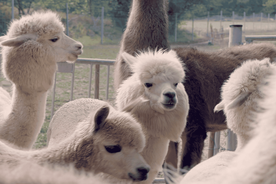 Mödling/Vienna: Scenic Guided Hike with Alpacas and Llamas