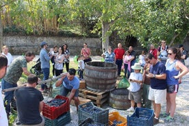 Pompeii Wine Tasting Tour from Positano