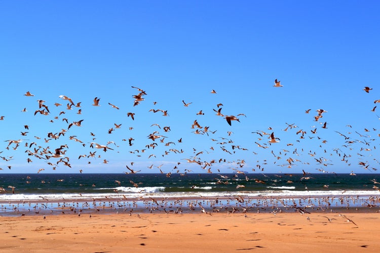 Photo of Countless seagulls at the Atlantic Ocean beach in Costa Da Caparica, Lisbon, Portugal.