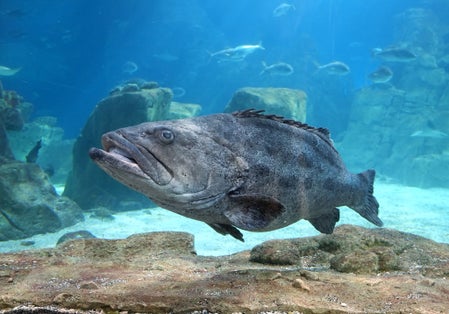 photo of the Grouper in Istanbul Sea Life in Istanbul Aquarium, Turkey.