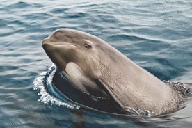 Tarifa: Whale & Dolphin Watching in the Strait of Gibraltar