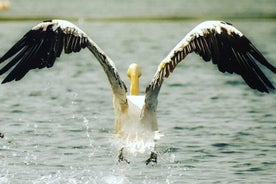 Private 3-Day Tour Danube Delta Birdwaching and Safari Experience from Bucharest