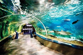 Viaggio Acquario di Istanbul e centro commerciale Aqua Florya