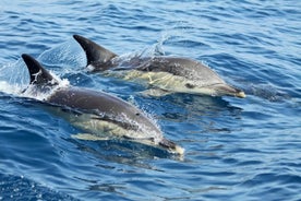 Lissabon delfinskådning med en marinbiolog i en liten grupp