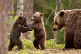 Transfagarasan Road ja Wild Brown Bears, Pieni ryhmä max 8 hlöä