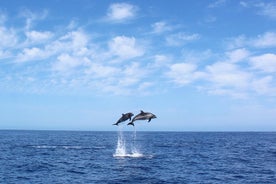 Croisière d'observation des dauphins et des baleines - Île de Madère