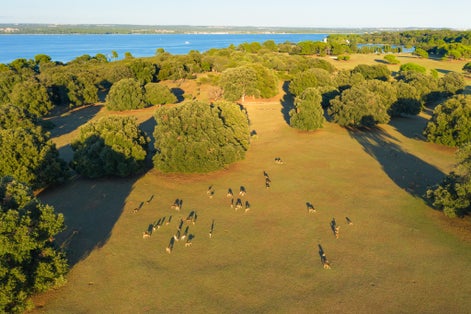 Photo of aerial view of the deer on the grassland with the long shadows in the evening sun, Brijuni National Park, Croatia.