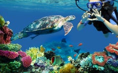Swimming with turtles
