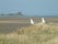 South Walney Nature Reserve, Barrow-in-Furness, Cumbria, North West England, England, United Kingdom