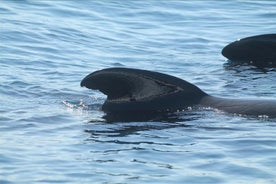 Gibraltar Dolphins Watching Dagstur fra Sevilla