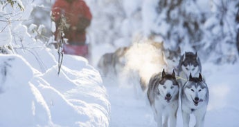 Swedish Lapland & Arctic Explorer - 5 days