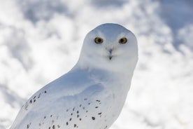 ロヴァニエミからラヌア野生動物公園への半日旅行