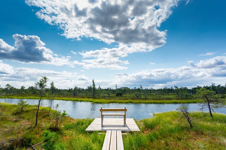 Kemeri bog National Park,Jūrmala, Latvia.