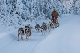 Selbstfahrende Husky-Schlittenfahrt in Levi