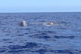 Tour privato di un'intera giornata per la caccia alle balene dell'isola di Faial