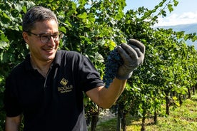 Tour pelas Vinhas e Adega com Prova de Vinhos com Produtos Típicos