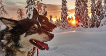 Husky Winter Dream: Classic