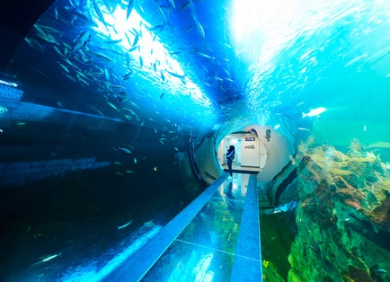 Photo of giant panoramic marine fish tank at Haus des Meeres zoo in Vienna, Austria.